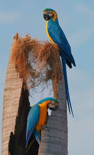 Blue and yellow macaws