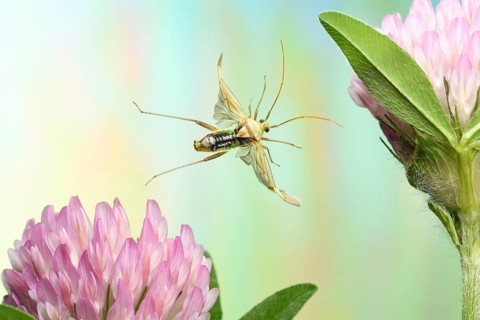 Common green capsid