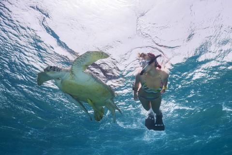 Woman with mask and fins snorkling with Green Sea Turtle