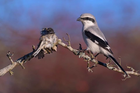 Great grey shrike