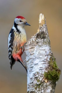 Middle spotted woodpecker