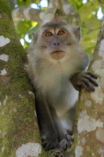 Crab-eating macaque or long-tailed macaque