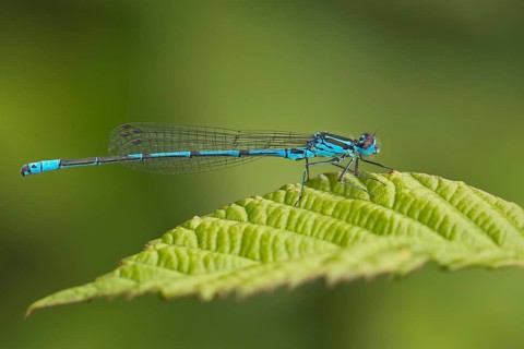Male azure damselfly