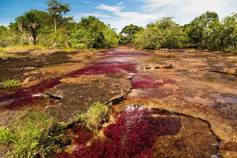 Crystal Channel with red water plants
