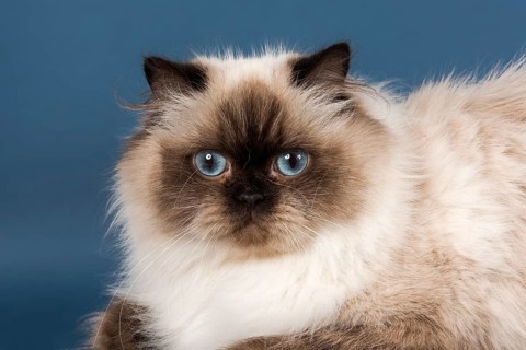 British longhair cat