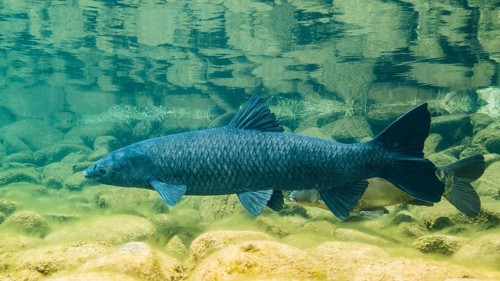 Black carp