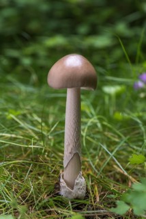Grisette