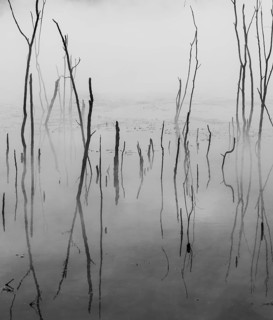 Dead branches reflected on steaming water