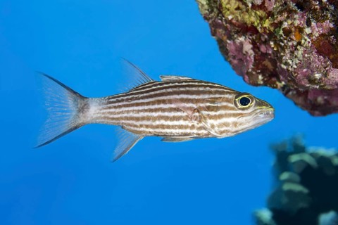 Largetoothed Cardinalfish