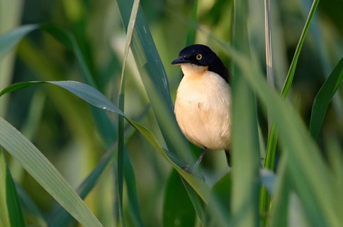 Black-capped Donacobius