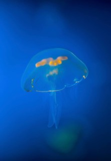 Jellyfish