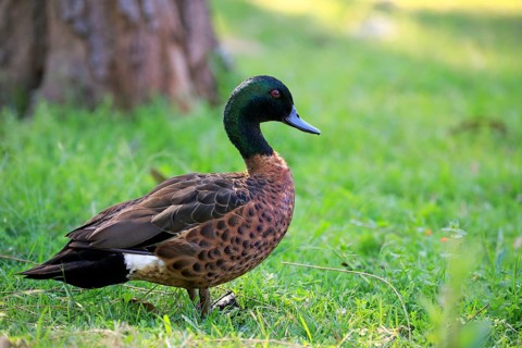 Chestnut-breasted teal