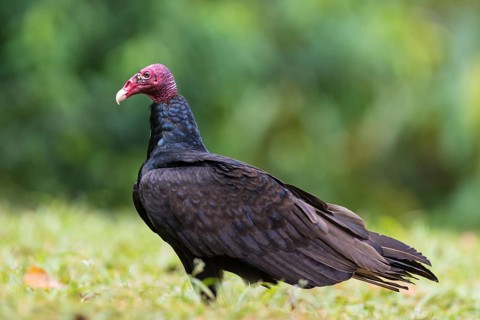 Turkey vulture