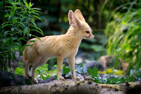 Fennec