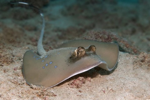 Bluespotted stingray