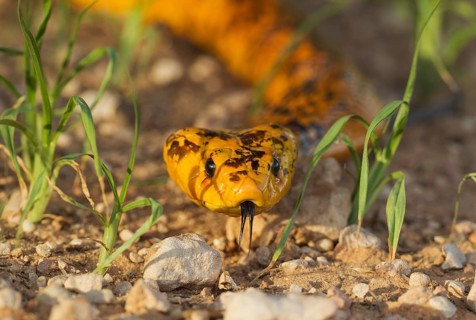 Cape Cobra