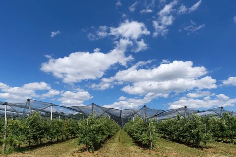 Pear plantation with hails net