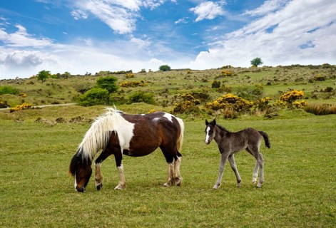 Foal and mare