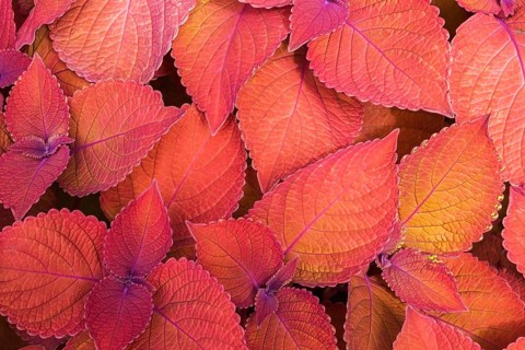 Coleus nettle