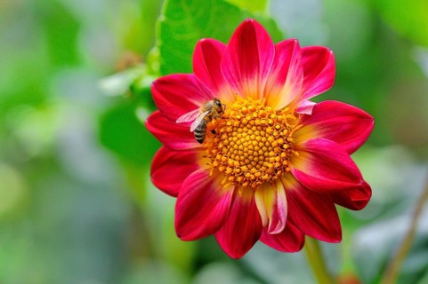 Garden dahlia