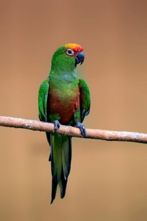 Orange-fronted parakeet