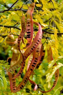 Honey Locust