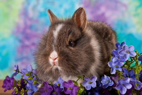 Young dwarf rabbit