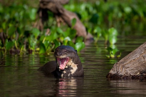 Giant otter