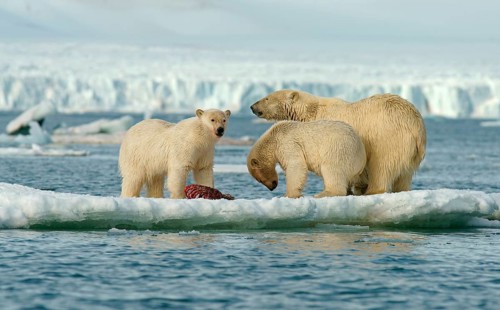 Polar bears