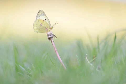 Common Clouded Yellow