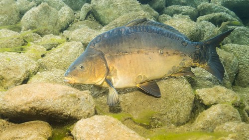 Common carp