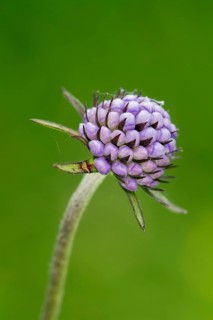 Devil's-bit scabious