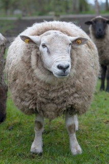Texel sheep