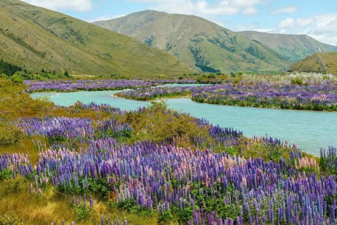 River bed of the Ahuriri River