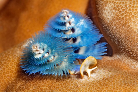 Christmas tree worm