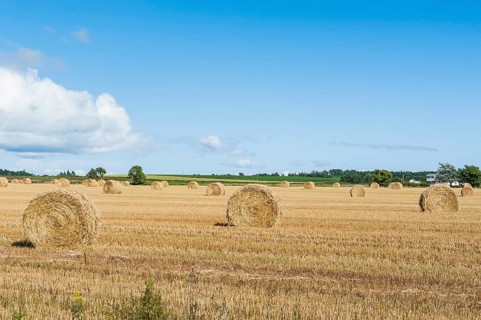 Harvested wheat field with bales of straw