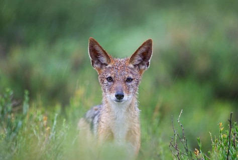 Black-backed Jackal