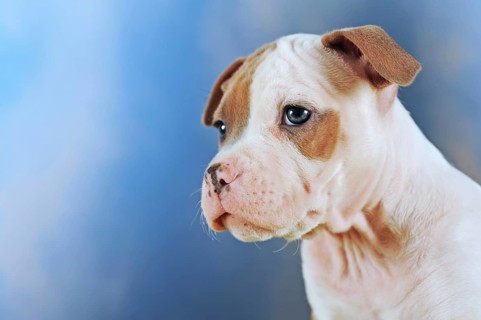 American Staffordshire Terrier