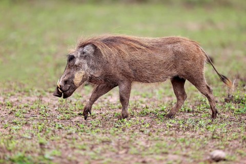 Warthog