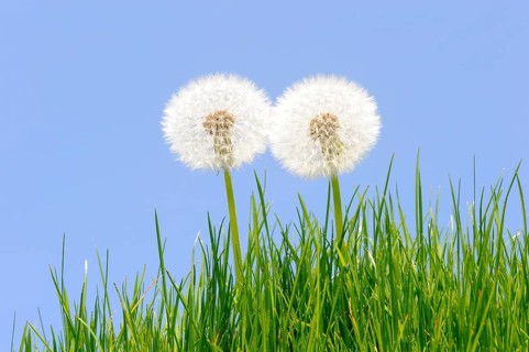 Blowball