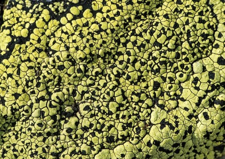 Map lichen