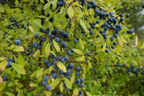 Blackthorn