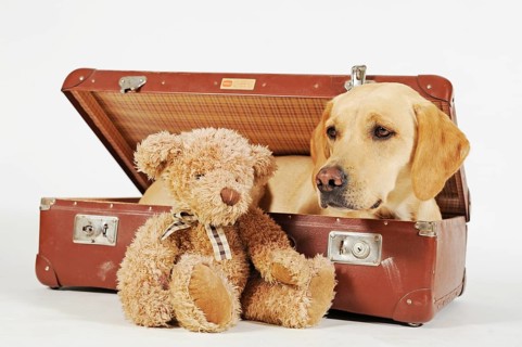 Labrador Retriever