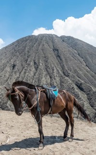 Horse next to Mount Batok