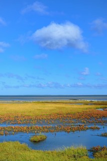 Glasswort