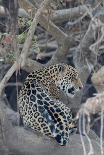 Young Jaguar