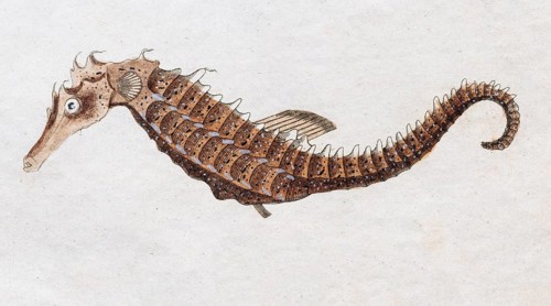 Seahorse