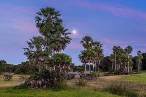 Landscape with moriche palm trees in the southern Pantanal