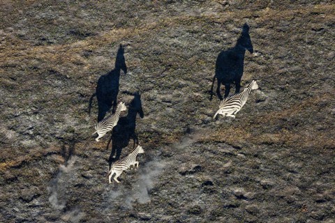 Burchell's Zebra