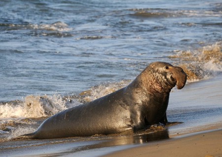 Northern Elephant Sealenbulle